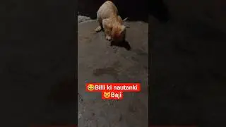 #Billiki #nautankiBaji😺#short#funnyvideo😂