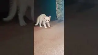 #uk #catlovers #funnyvideo