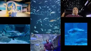 Turkey Biggest Fish Aquarium in Marmara Amazing and Beautiful Fishies  #subscribe #turkey #fish