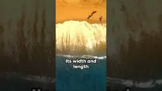 Riding the Waves: Surfing Adventures Await