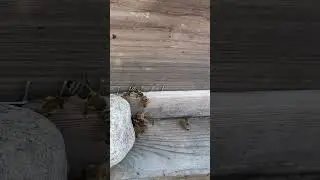 Yellow Jacket robbing season can force your colony to Abscond.Subscribe for swarm catching#freebees