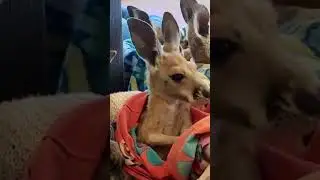 Big yawn for sleepy Margot 🥱🩷 🎥 Roo mum Vera @v.eralindee (IG)See translation #wildlife