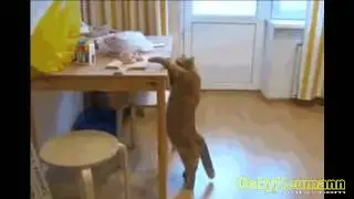 Lustige Videos _ Lustige Katzen _ Katze videos zum totlachen #16