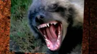 Chupacabra - Exclusive Photo