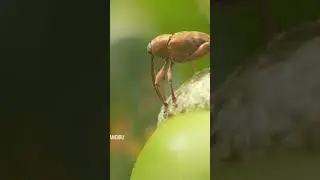 An acorn weevil pulling its gigantic rostrum out of an acorn. #weevil #wildlife #nature #insect