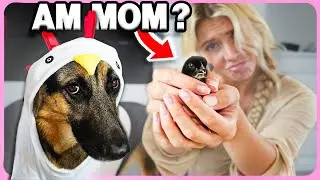 Buying My Dog CHICKS Vlog!