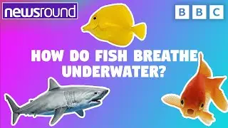 How do Fish Breathe Underwater? 🐠 | Big Questions | Newsround