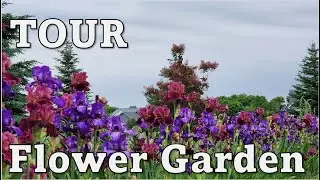 🌷 Full Sun Garden Tour - Early June IRIS FLOWER POWER #garden #gardening