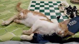 CHECKMATE ....... in dreamland #cats #puspins #catsofyoutube 