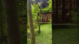 Would you stay in this farm in Batangas, Philippines? #airbnb  #farm