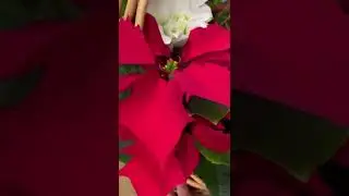 Why Gift Flowers & Plants for Holidays? Unique Christmas Designs #shorts #flowers #howto