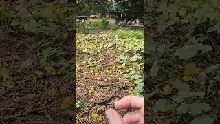 Посадка сада следующего сезона уже сейчас