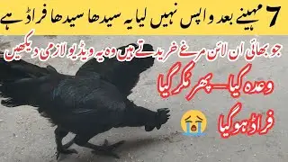 Ayam Cemani Chicks Fraud Story 😡😡 | 7 Months Later Seller Ne Wada Tora | Real Experience 