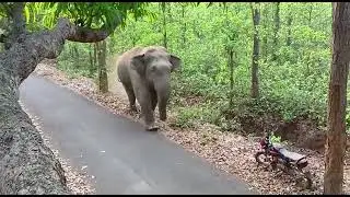 हाथी का हमला 😱 | Elephant Attack | Dangerous Scene | #news #vlog #accidentnews
