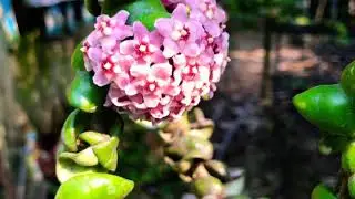 Hoya Compacta New & Pink