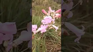 Cuspidaria Pulchra: Descubra, Em Segundos, A Linda Flor do Cerrado Brasileiro!