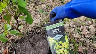 Grapes In-ground/Container hybrid #seedlessgrapes #sowwellharvestmore