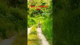 katerniya ghat wild life century