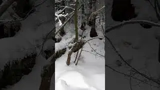 A Winter Escape: Flowing Streams and Snow-Covered Forests #snow #asmrsounds #nature #sleepmusic
