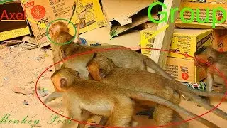 Axel don't join with Amber group he came to Amari group, Small Timo and other small monkey visit him
