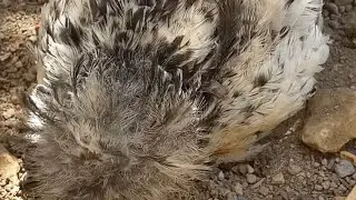 How do birds clean themselves?