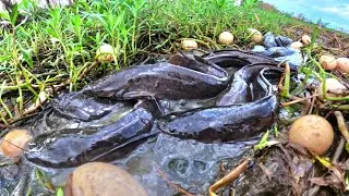 Oh Oh, Fishing skills pick duck eggs under the straw and catch fish by hand
