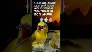 Terapi + Pancingan Pleci Agar Cepat Gacor Buka Paruh Dan Nembak