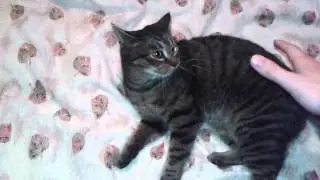 Mony&oacute; katonai kik&eacute;pz&eacute;se
