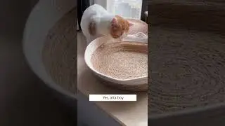 My cat is not sleeping on its bed! 😾