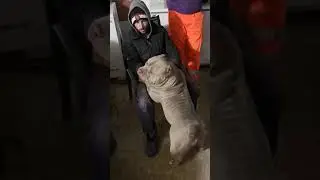 MR.CUB 2020.BEST OF THE  EXTREME AMERICAN BULLY