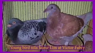 MGA YOUNG BIRDS RHPRC NDR 2022 WARRIORS JANUARY 27 2022 PART 1 JAIME LIM VICTORY FABRY IMBRECHT VDB