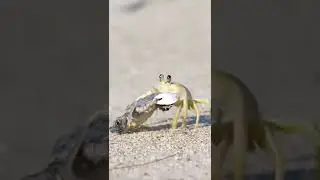 Sand Crab Eat Small Turtle At Sea