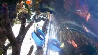 Pacific Blue Tang (Paracanthurus hepatus)