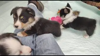 5 week Corgi puppy milestones