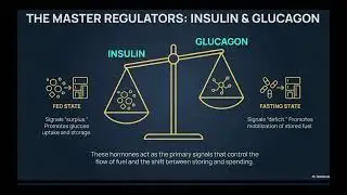 Overview of Glucose Metabolism | Insulin, Glucagon & Metabolic Balance