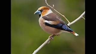 HAWFINCH CALL SINGING FROSONI