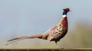 Common Pheasant or Ring-necked Pheasant calling