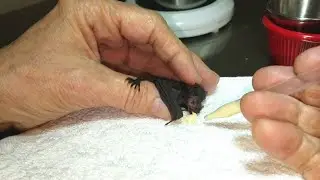 Abandoned Baby Bat Gets Hand Fed || ViralHog