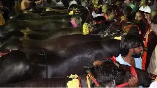 sadar festival | narayanguda Sadar Sammelan 2019