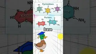 Introduction to DNA #shorts