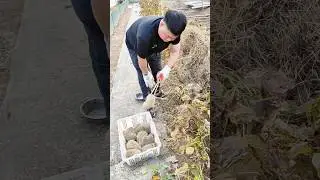 Harvesting Hedgehogs with Care in the Field.