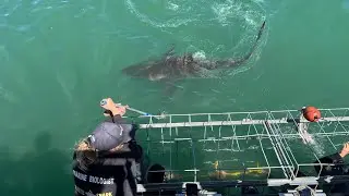 Shark Adventure #sharks #diving #ocean