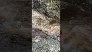 Strong current of Pollett river after the rain