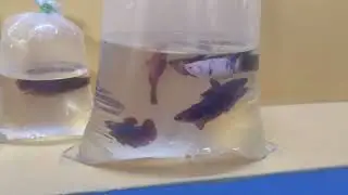 Fancy plakats
