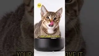 Top-Rated Cat Food for Healthy Weight 🐾 | Vet Recommended #shorts