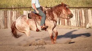 Bruno ~ Grade 6 year old Brabant quarter horse cross gelding available on HorseBid.com
