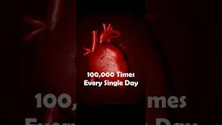 Why Your Heart Beats 100,000 Times a Day Without Ever Getting Tired 🫀 | Physiology Facts#physio