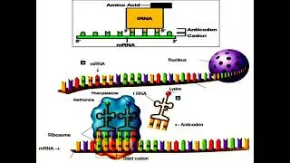 Mechanism of mRNA Editing