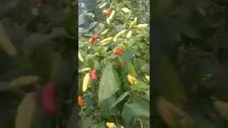 panen cabe rawit merah