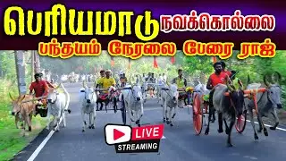 🛑LIVE நவக்கொல்லை பெரியமாடு (01.02.2026) நேரலை பந்தயம்